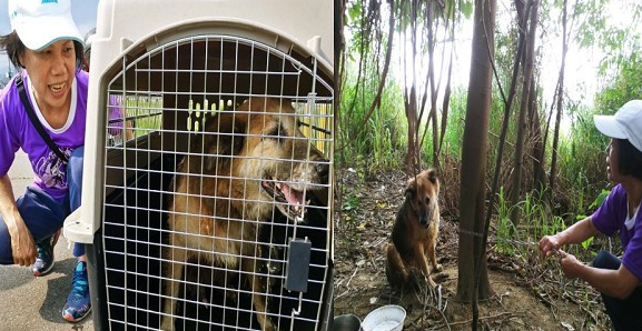 大黄狗下体肿成棒球!瘫软桥下大声哀鸣 被救后笑了
