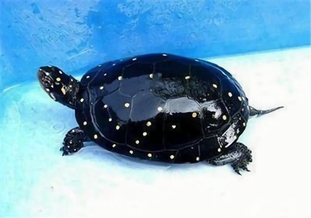 星点水龟身份信息