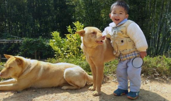 农村大爷收养的田园犬,从不吃狗粮,竟胖成一只猪