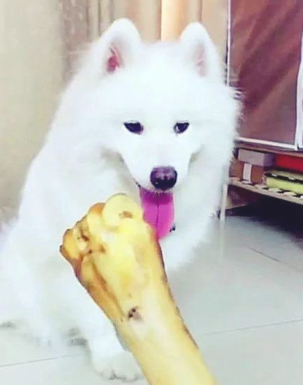 男子教狗狗认字,对了有骨头棒吃,为了更好地吃的狗狗也是豁出去!