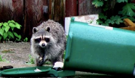 惨！加拿大女子遛狗回家遭一群浣熊撕咬！腿上留下血洞抓痕！