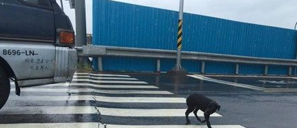 一只黑狗淋雨坐在十字路口久久不走 只为等待主人