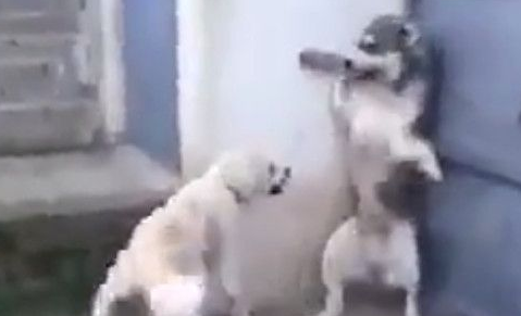 母性本能 孩子被吓狗妈妈瞬间现身反击