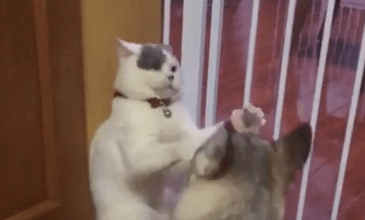 猫咪被狗逼角落欺负,最终无奈的还了几下