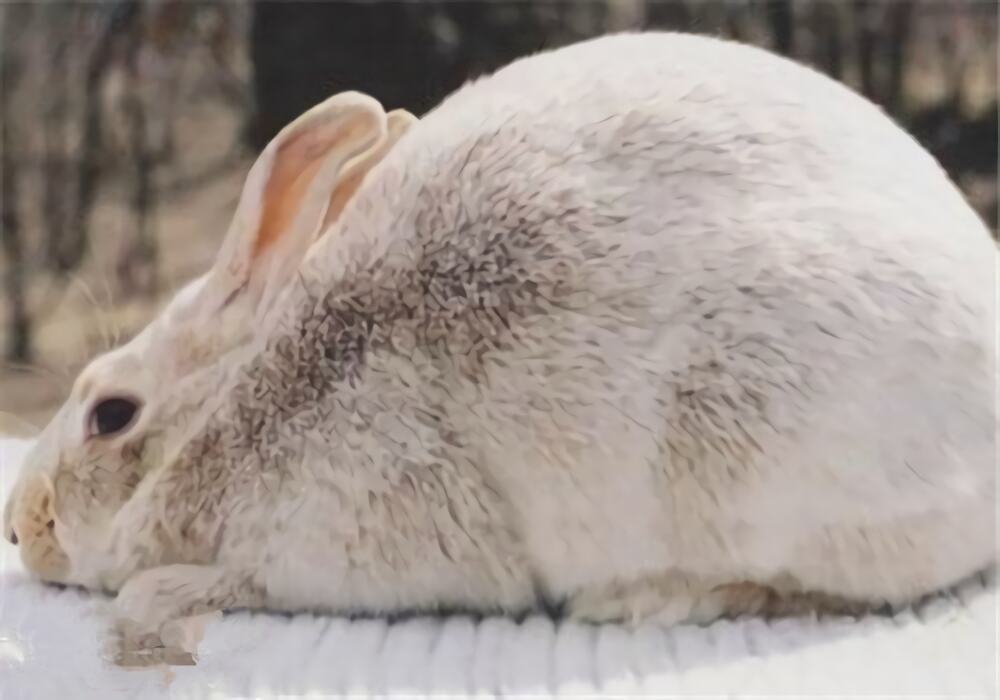 灰栗兔身份信息