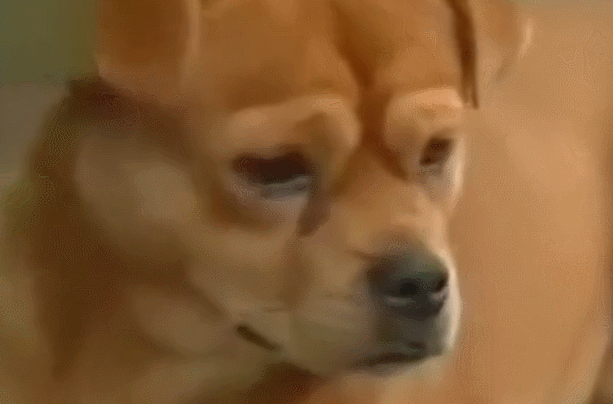 狗狗公交车站等主人一年,每日闻味道找主人,忠犬令人泪崩!