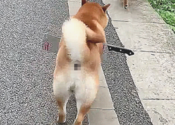 柴犬手上插着把刀流着血,路人想来援助