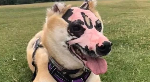 柴犬遭受火灾事故出现意外，遍体鳞伤，今长出了一張戏曲痛苦面具脸！