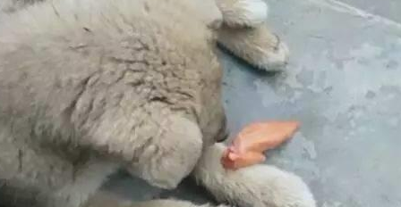 小土狗吃烤鸡翅,这么好的货,两口就啃个精光!