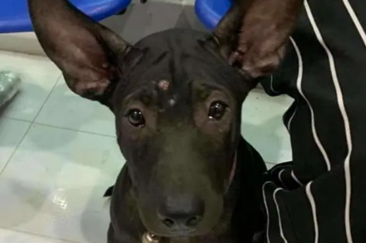 聪明狗狗跑丢后，竟去宠物诊所找主人