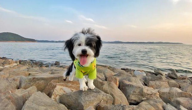 流浪狗苦等主人，终于见面后的举动令人意外：它只是在等一个告别