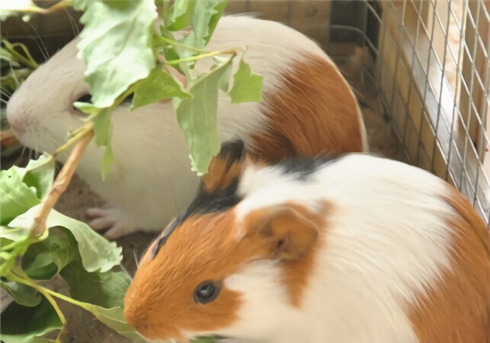 天竺鼠身份信息