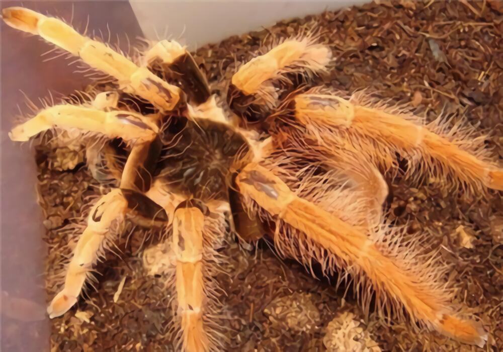 哥伦比亚红脚身份信息