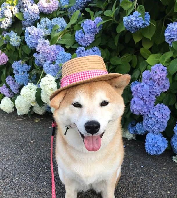 铲屎官买来假发给自家柴犬打扮了一番, 这造型太美, 柴犬都看懵了