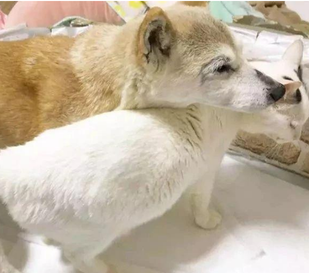 退休工作犬遭遗弃孤独等死,一只三花猫的出现改变了一切!