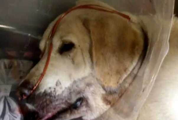 主人遇到毒蛇，狗狗救下主人后它却中毒