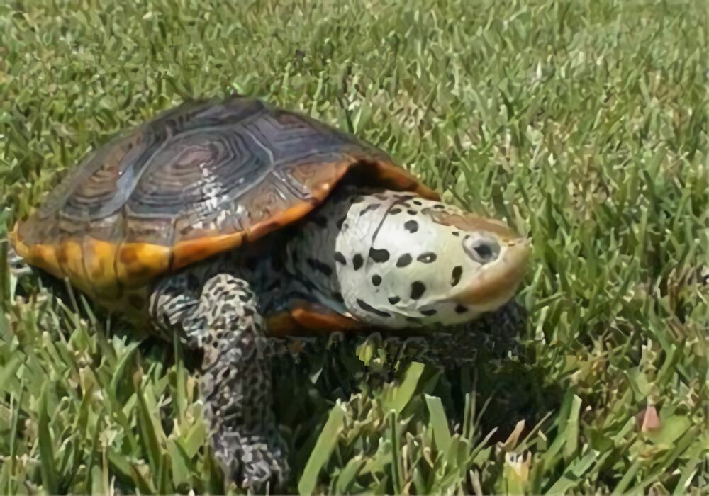 北部钻纹龟身份信息