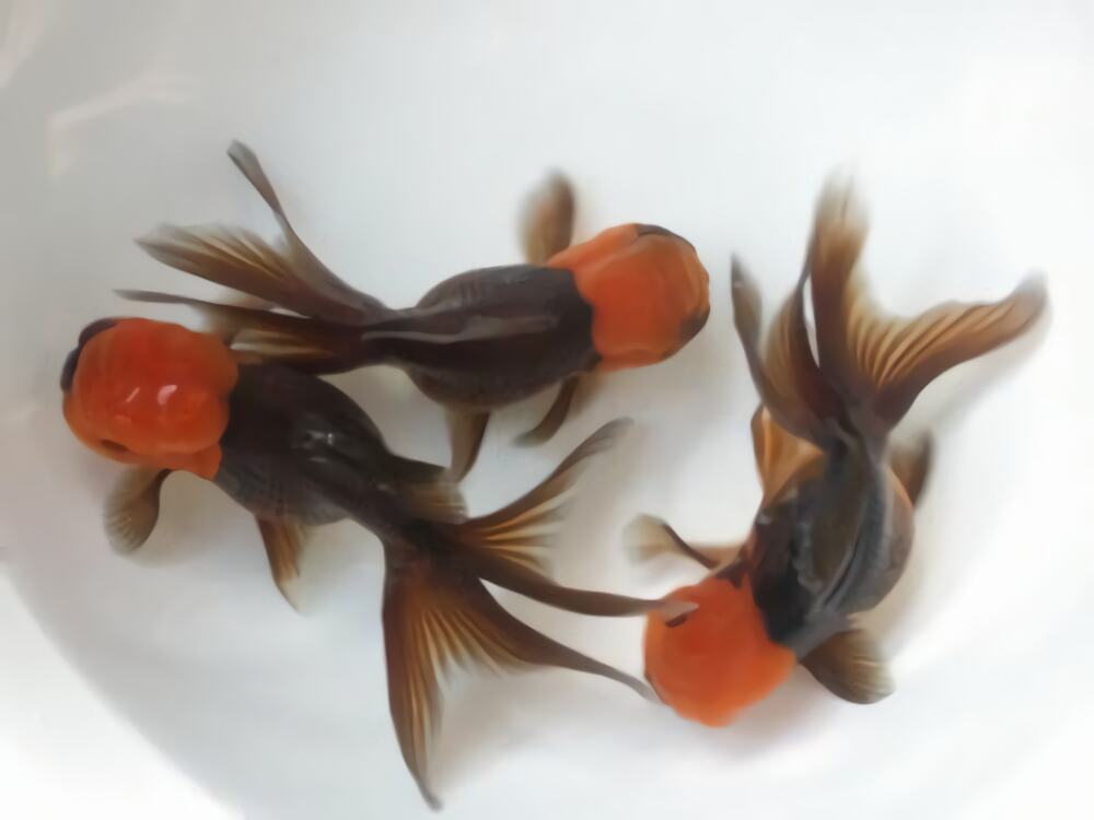 朱顶紫罗袍身份信息