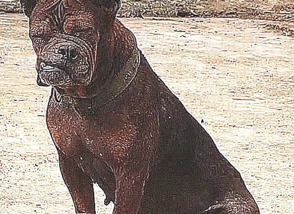 巨型犬跟土狗打架斗殴,认为平稳,結果脸都挨打歪掉了,真戳心