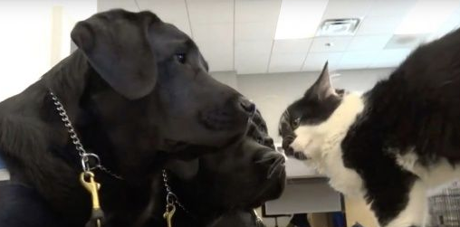 超霸气的助理猫咪 给狗狗上课成为狗狗班长