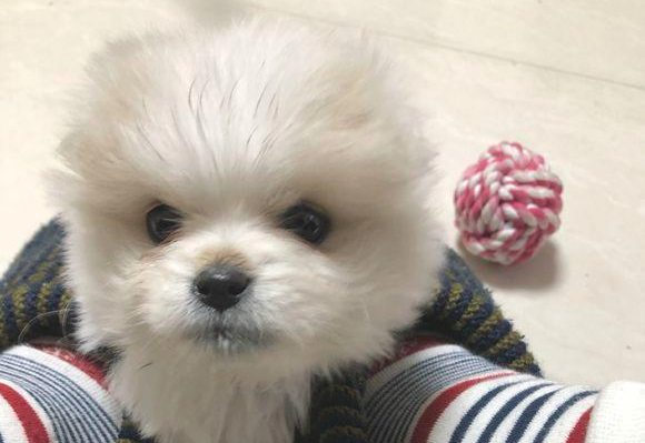 喂了流浪犬二天,狗狗就积极跟随她回了家,女生差点儿被老妈赶外出