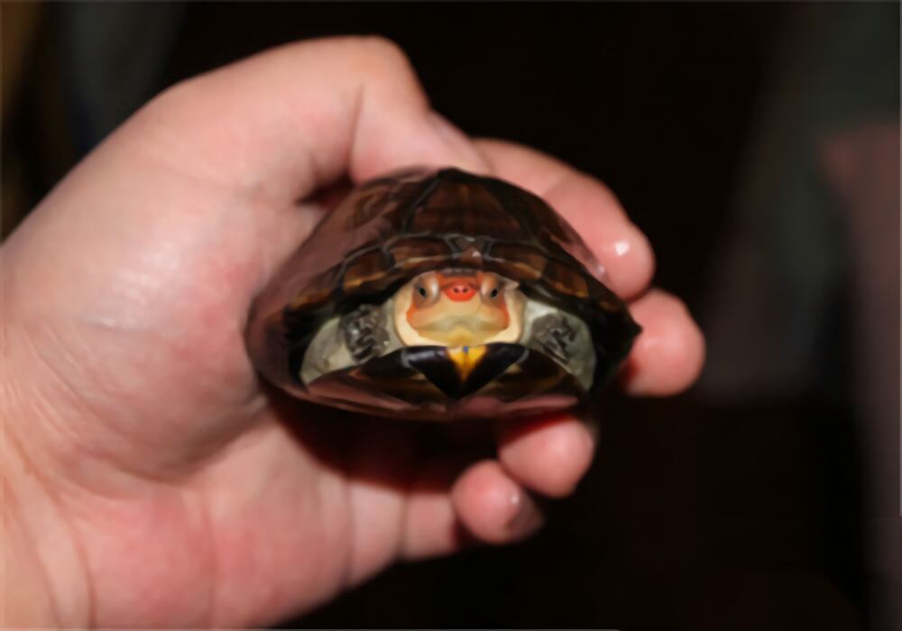 红面泥龟身份信息