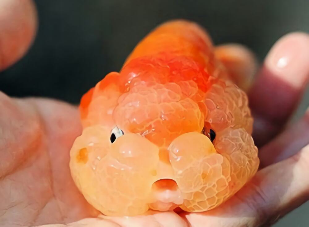 武汉猫狮身份信息