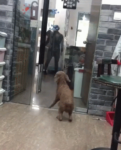 主人来宠物用品店接狗狗,激动得又蹦又跳:铲屎官的,我在这!