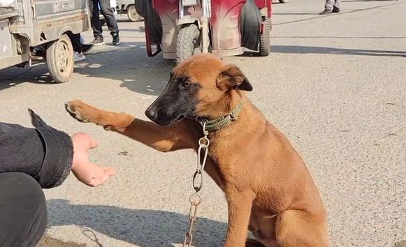马犬不愿和主人分开,只能不停握手