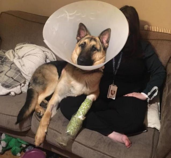 汪星人戴上伊丽莎白圈后，无法正常走路，主人已笑到岔气