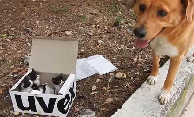 狗狗照顾新生奶猫,紧张到僵硬,直到被小爪子抱住了舌头!
