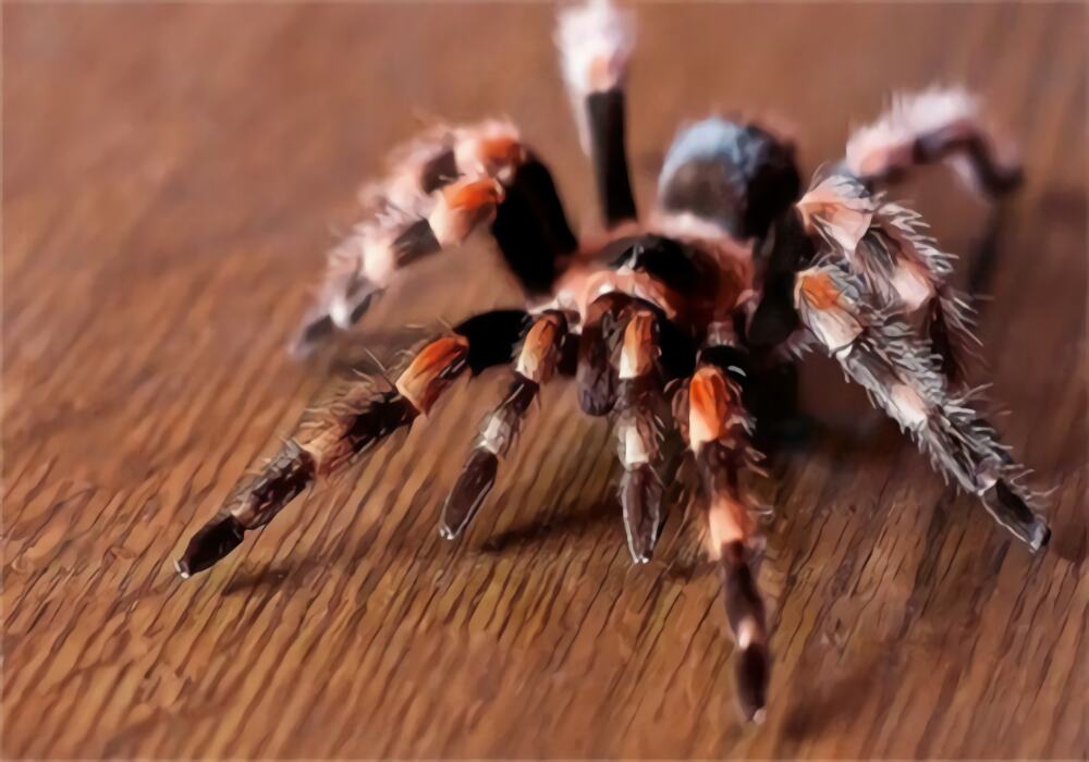 墨西哥火膝头身份信息