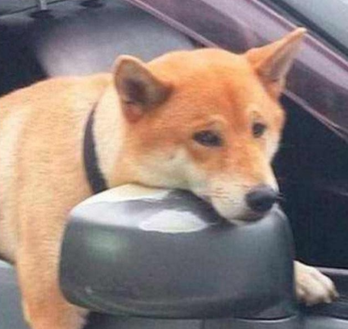 柴犬被主人扔在车里,狗狗伸出头一副心力憔悴,宝宝心里苦