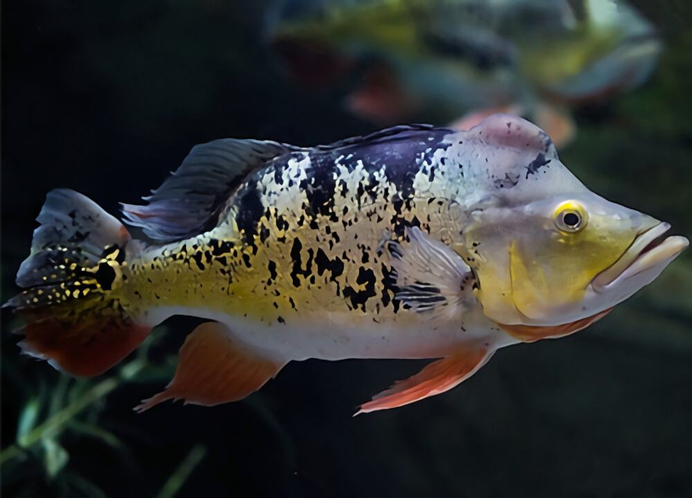 眼斑鲷身份信息