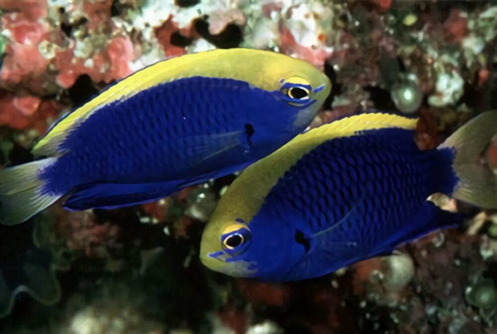 史氏金翅雀鲷身份信息