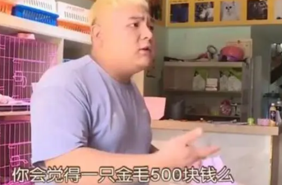 500元买的金毛犬,刚养一星期就死了?