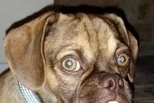 狗狗也有恐惧症?