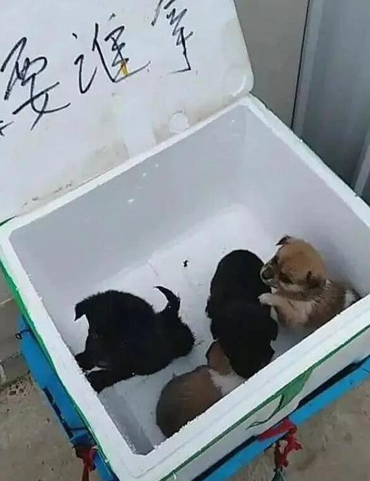 小区门口有一个纸盒子,可以完全免费拿狗,大伙认清是小土狗后却没有了兴趣爱好