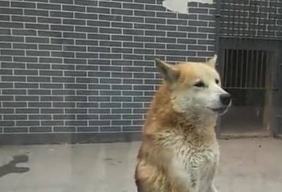 动物园里用土狗冒充狼,结果引起民愤,网友;好歹也得哈士奇吧!