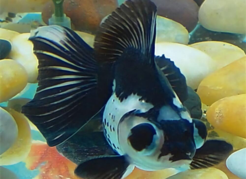 喜鹊花身份信息