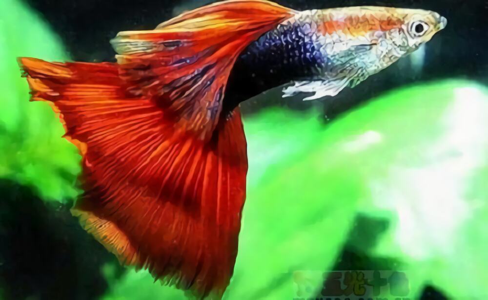 孔雀鱼身份信息