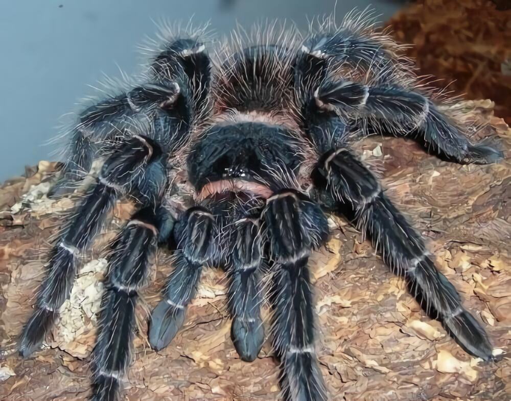 巴伊亚猩红食鸟身份信息