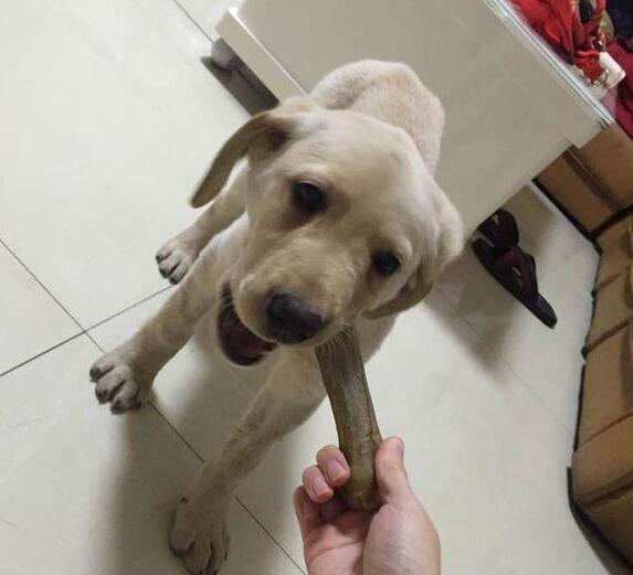 养狗跟养孩子一样，跟老一辈教育观念真的差别很大！