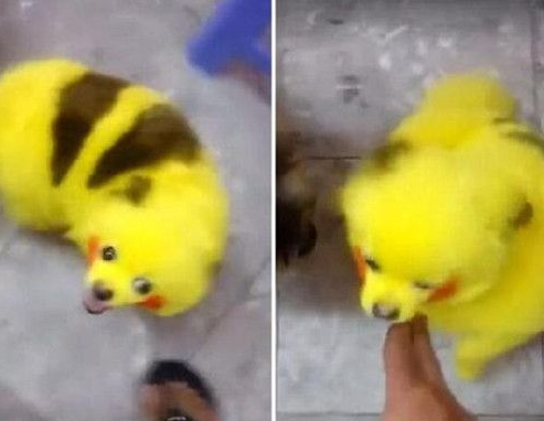 因喜爱pokemongo 小狗被染成皮卡丘