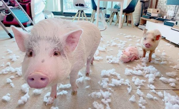 妹子的宠物猪跟狗狗一样聪明，为了它们主人特意搬到郊区！