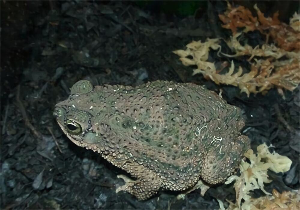 鲨皮蟾蜍身份信息