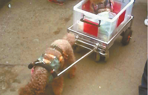 泰迪犬当"苦力"早市拉车买菜 泰迪犬是小型犬不应拉重物