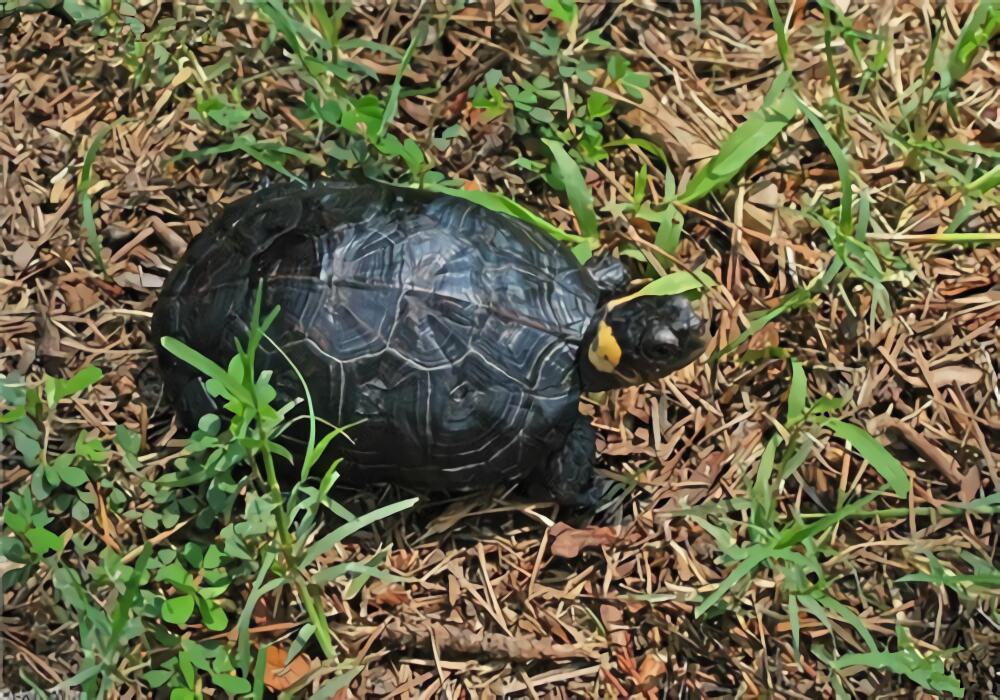 牟氏水龟身份信息