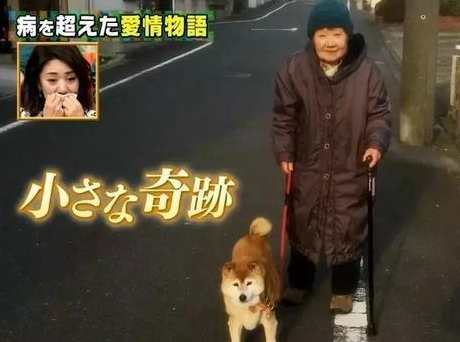 81岁奶奶与柴犬同患痴呆,住进养老院,重逢还记得彼此