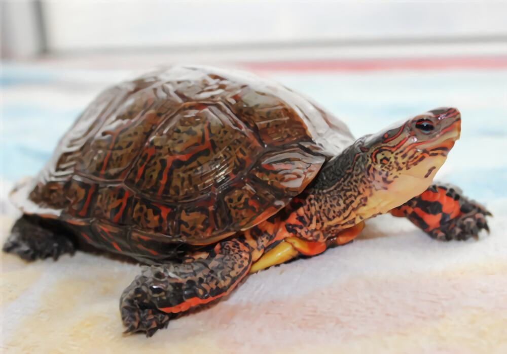 洪都拉斯木纹龟身份信息